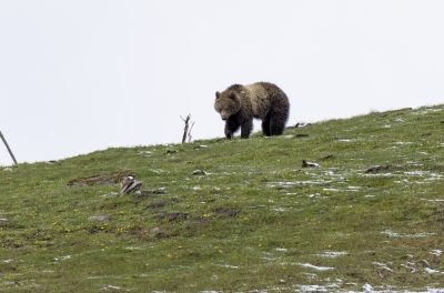 Grizzly Hayden Valley YNP May 2025